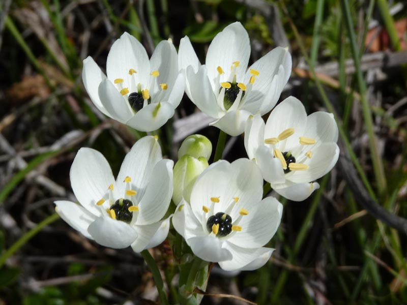 Ornithogalum arabicum en fleurs sur les pentes sèches de Corse